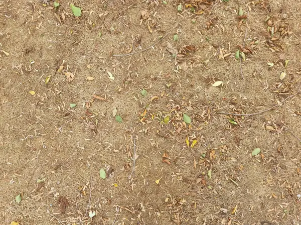 Closeup Ground Dry Leaves — стоковое фото