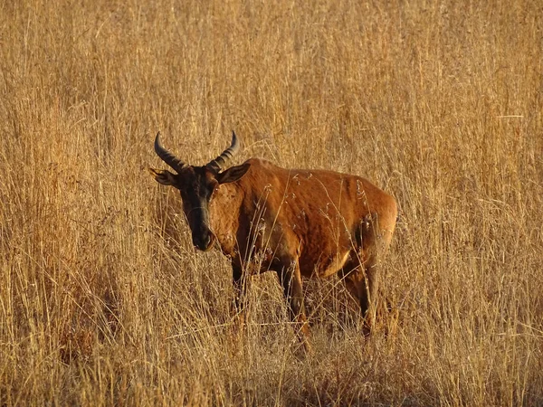 Güney Afrika Daki Kruger Ulusal Parkı Ndaki Bir Alcelaphinae Manzarası — Stok fotoğraf