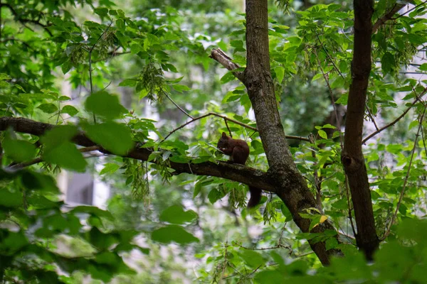 View Small Brown Squirrel Tree Branch Leaves Garden Sunny Day — Stockfoto