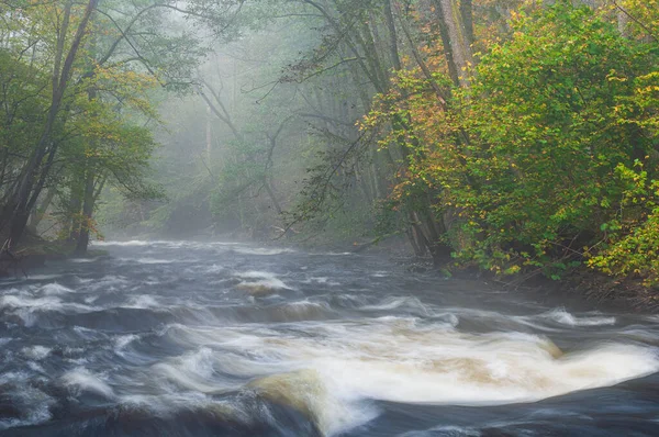 View River Misty Forest Sweden — Stock Photo, Image