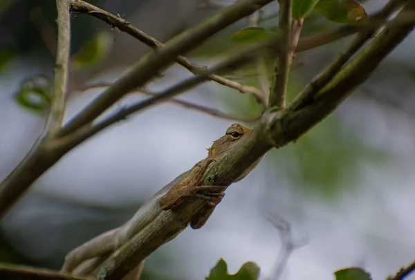 Closeup Shot Lizard Clinging Tree — Stockfoto