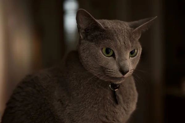 Ένα Κοντινό Πλάνο Μιας Ρωσικής Μπλε Γάτας Πράσινα Μάτια Ένα — Φωτογραφία Αρχείου
