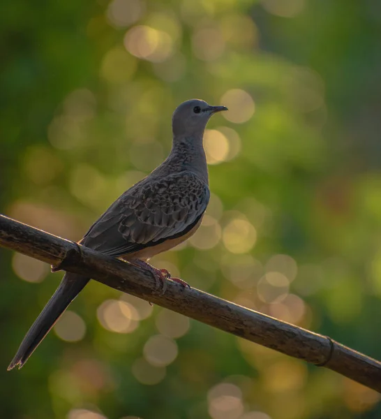 Selective Focus Shot European Turtle Dove Bird Branch — Fotografia de Stock