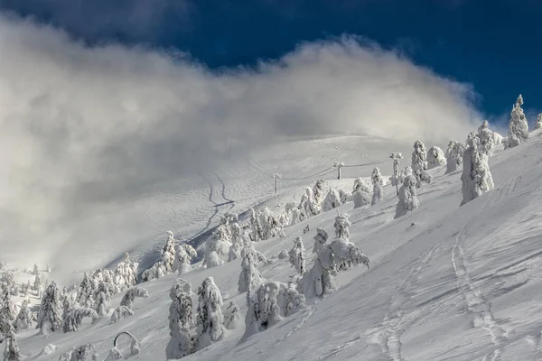 Kışın Dağlarda Karla Kaplı Ağaçlar — Stok fotoğraf