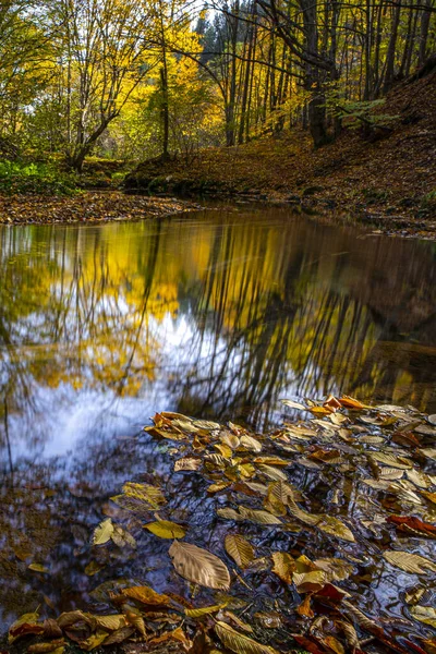 Beautiful Shot River Autumn Tree Leaves — стоковое фото