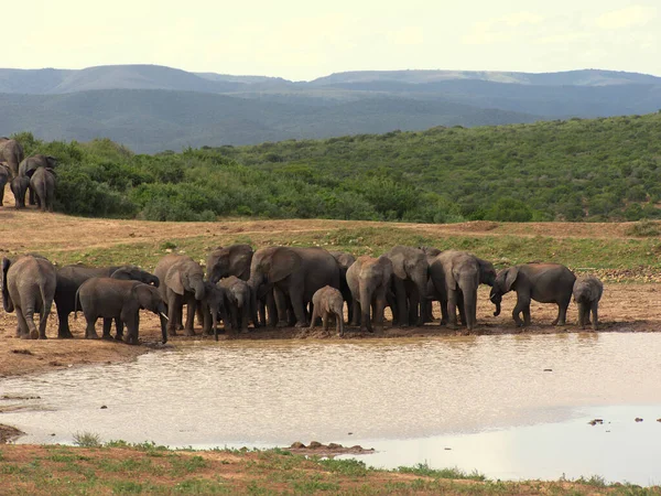Experience Safari Wildlife Elephants South Africa — Stockfoto