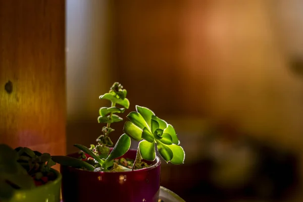 Indoor Pot Small Succulent Plant Illuminated Sunset Light — Stockfoto