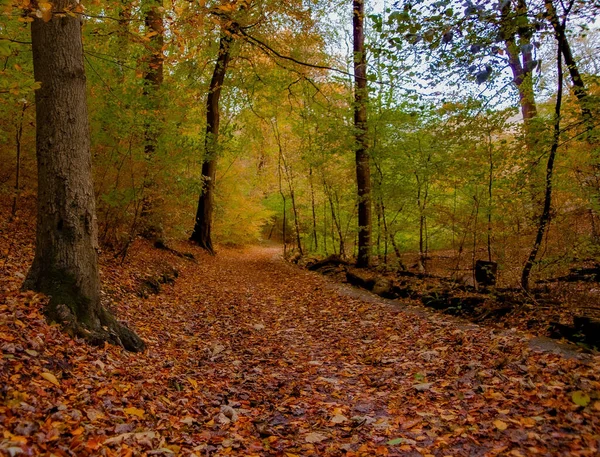 Fascinerande Utsikt Över Höstens Träd Skogen — Stockfoto