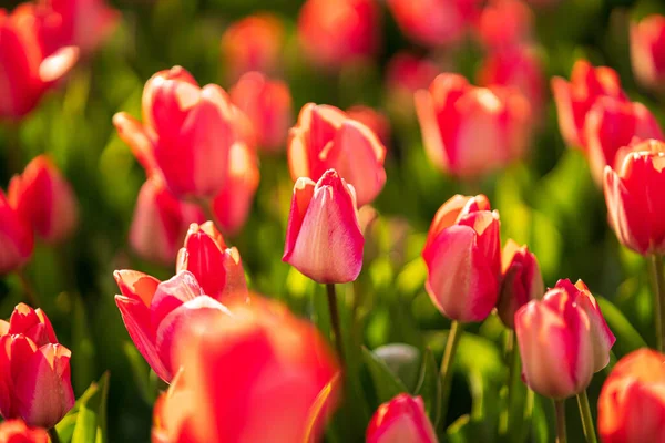 Gros Plan Tulipes Roses Fleurs — Photo