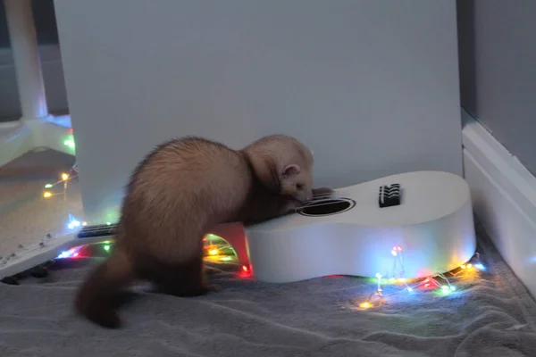 Ferret在玩Ukulele灯和圣诞节灯 — 图库照片