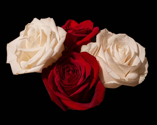 Red White Roses Isolated Black Background — 图库照片