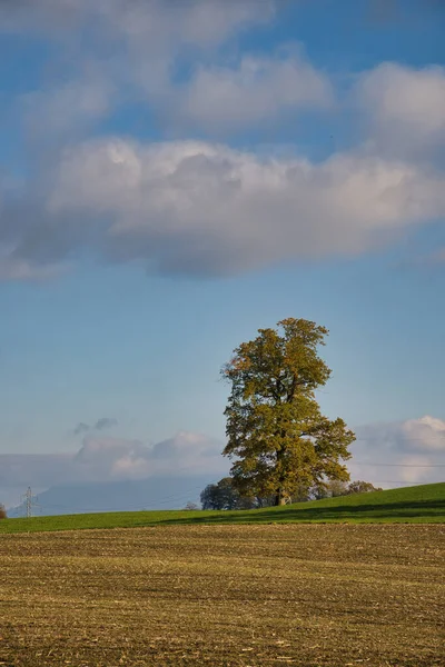 Vertical Shot Agricultural Field Trees Cloudy Sky — Fotografia de Stock
