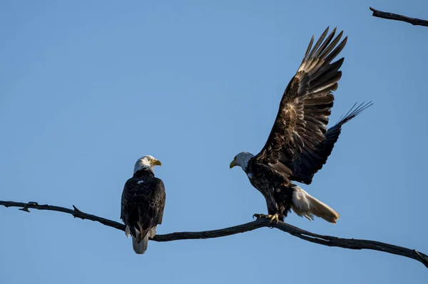 Beautiful Shot Two Eagles One Standing Other Landing Thin Branch — Stockfoto