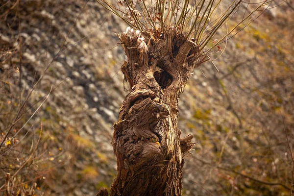 Selective Focus Shot Old Tree Trunk Branches — Zdjęcie stockowe