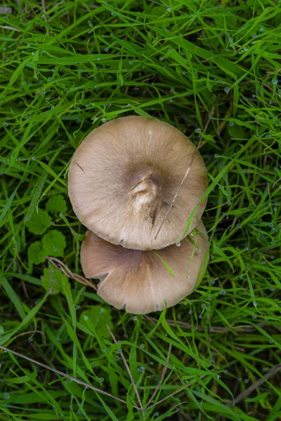 Een Close Shot Van Wilde Paddestoelen — Stockfoto