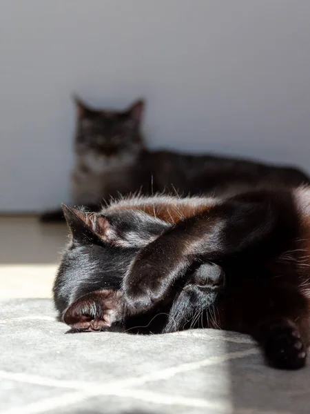 Ospalá Černá Kočka Ležící Pod Slunečním Světlem — Stock fotografie