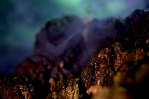 그루터기에서 버섯이 자라고 매크로가 촬영했습니다 안개가 산처럼 보이게 — 스톡 사진