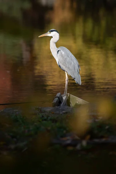 Shallow Focus Gray Heron Green Blurred Background — Stock Photo, Image