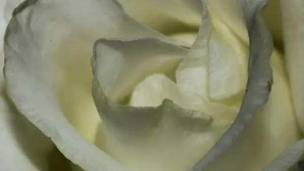Closeup Shot Details White Rose — Stock Photo, Image