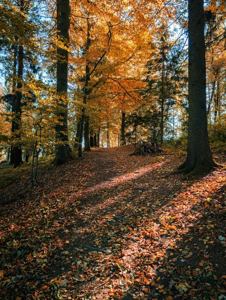 Güneşli Bir Sonbahar Ormanının Dikey Görüntüsü — Stok fotoğraf