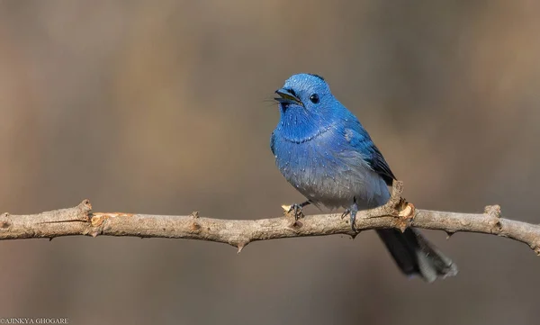 Eine Nahaufnahme Eines Entzückenden Blauen Vogels Der Auf Dem Ast — Stockfoto