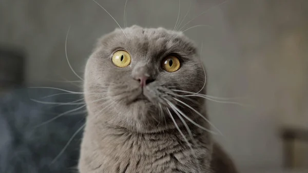 Gato Posando Delante Cámara Concepto Ideal Para Mascotas Animales Confort —  Fotos de Stock