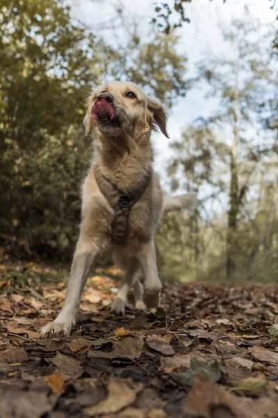 Красивый Снимок Золотистого Ретривера Милой Собаки Играющей Лесу — стоковое фото
