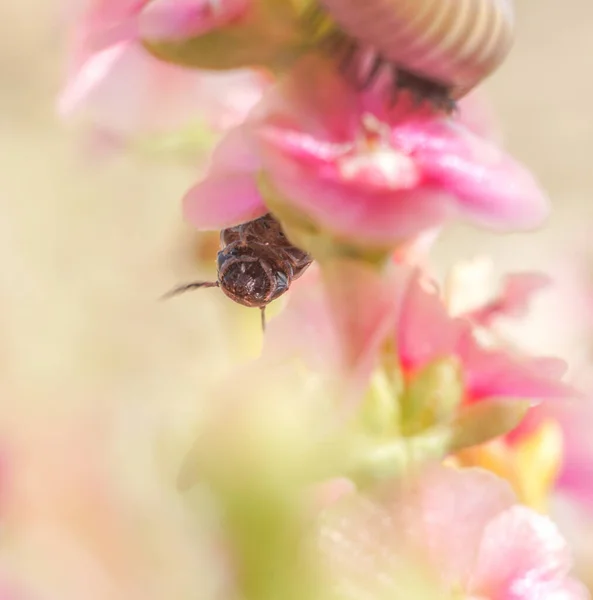 Bir Kırkayak Böceğinin Çiçek Üzerindeki Yakın Çekimi — Stok fotoğraf