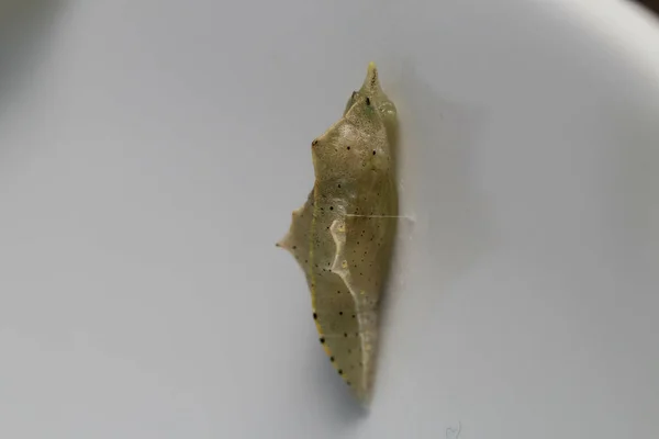 Closeup Butterfly Cocoon White Surface — 图库照片
