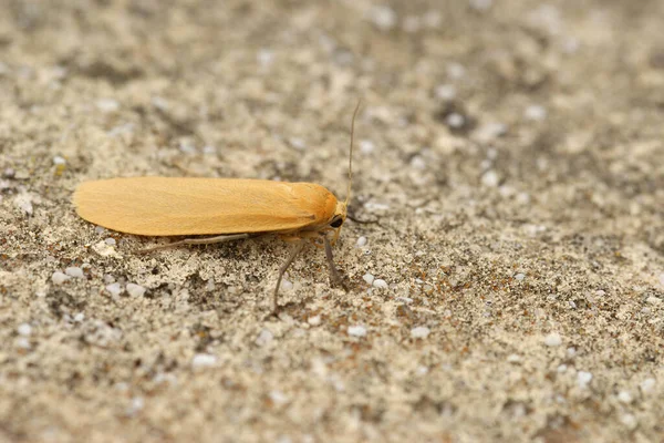 Primer Plano Del Lacayo Naranja Eilema Sororcula Una Polilla Gard —  Fotos de Stock