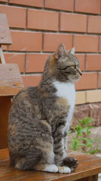 Gato Posando Frente Câmera Conceito Ideal Para Animais Estimação Animais — Fotografia de Stock