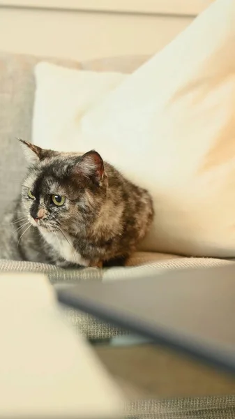 Kot Pozował Przed Kamerą Idealna Koncepcja Dla Zwierząt Domowych Zwierząt — Zdjęcie stockowe