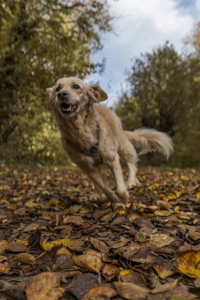 Belo Tiro Cão Bonito Golden Retriever Jogando Uma Floresta — Fotografia de Stock