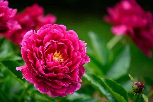 Zbliżenie Ujęcie Pięknego Kwiatu Kwitnącego Ogrodzie Zamazanym Tłem — Zdjęcie stockowe