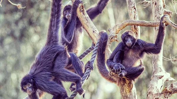 Група Мавп Павуків Висять Дереві — стокове фото