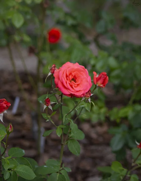 Vertical Shot Delicate Coral Roses Growing Garden — Stock Photo, Image