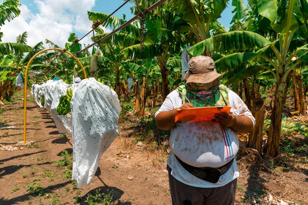 Гуаянилла Пуэрто Рико Апреля 2021 Года Фермер Работающий Плантационной Ферме — стоковое фото