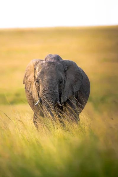 牧草地での灰色の象の垂直ショット — ストック写真