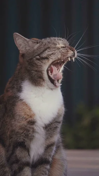 Γάτα Ποζάρει Μπροστά Στην Κάμερα Ιδανική Ιδέα Για Κατοικίδια Ζώα — Φωτογραφία Αρχείου