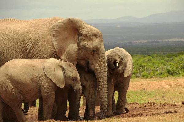 Experience Safari Wildlife Elephants South Africa — стоковое фото