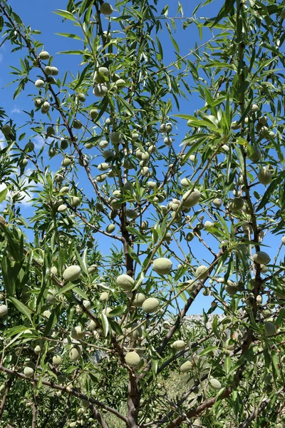 Unripe Almonds Tree Early Summer Southern Spain — Stock Photo, Image