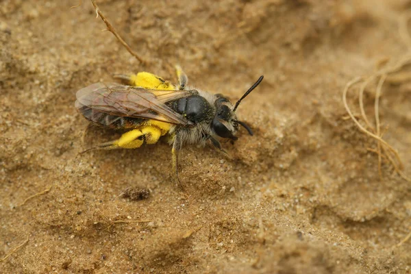 Крупним Планом Жіночому Червоному Порожнистому Шахті Andrena Ventralis Завантаженому Жовтим — стокове фото