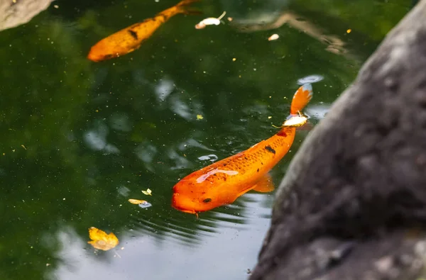 Sebuah Closeup Ikan Koi Oranye Berenang Kolam Tenang Dengan Batu — Stok Foto