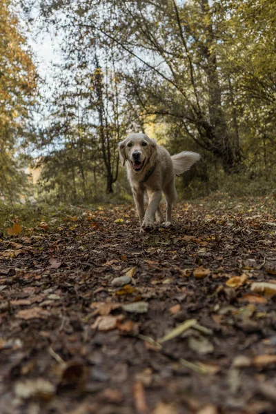 Ένα Όμορφο Πλάνο Ενός Χαριτωμένου Σκύλου Που Παίζει Ένα Δάσος — Φωτογραφία Αρχείου