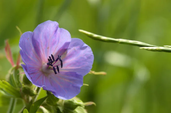 Фиолетовый Луг Цветок Герань Солнечный Летний День — стоковое фото