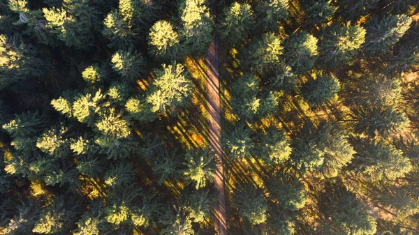 Aerial View Forest Daylight — Φωτογραφία Αρχείου