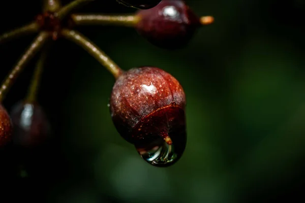 Selective Focus Shot Berries Water Droplets — Stock Fotó