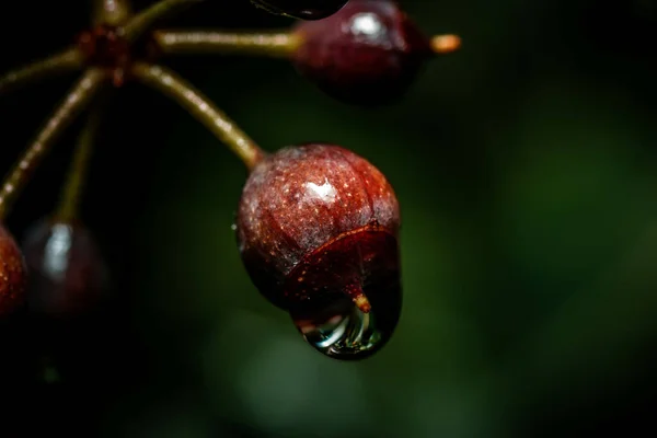 Focus Selettivo Bacche Con Goccioline Acqua — Foto Stock