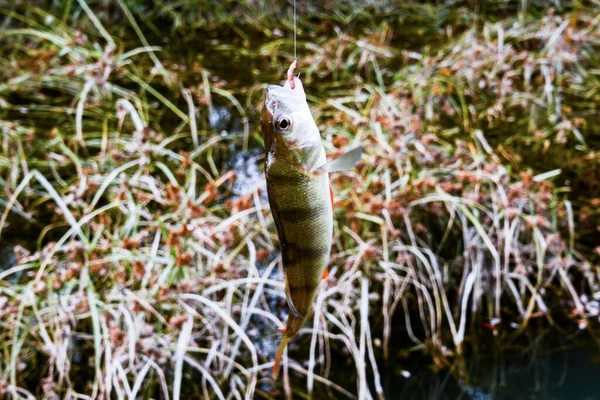 漁師が釣った魚の写真 — ストック写真