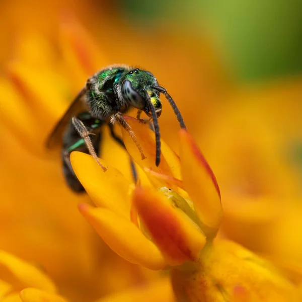 Macro Shot Small Pollinator Bee Milkweed Flower — Fotografia de Stock